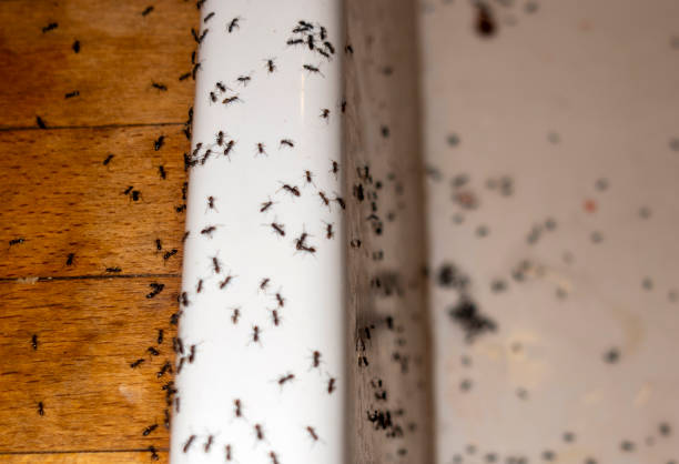 Best Commercial Pest Control Services  in Elberta, AL